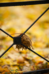 withered autumn leaf on the fence on the street close up