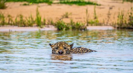 Jaguar is swimming on the river. South America. Brazil. Pantanal National Park. © gudkovandrey
