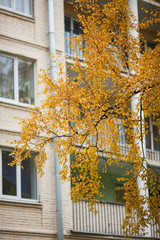 birch branch with yellow leaves on the background of Windows of a multi-storey house in autumn