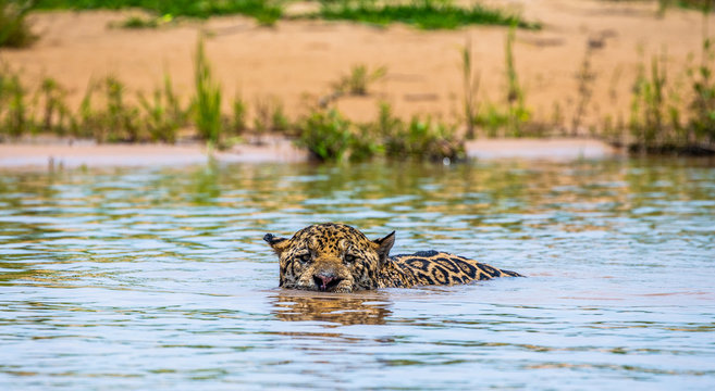 Jaguar is swimming on the river. South America. Brazil. Pantanal National Park.