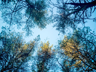 Top View, Forest Sky.