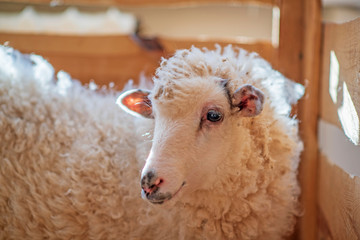 Fluffy sheep in a wooden corral. Photographed close-up.
