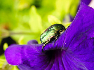 A clear spring day, a large beetle Cetonia aurata sits on a purple violet flower, close-up, blurred background.