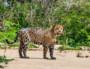 Jaguar stands on the sand against the backdrop of a picturesque landscape. South America. Brazil....