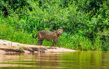 Jaguar stands on the sand against the backdrop of a picturesque landscape. South America. Brazil. Pantanal National Park.