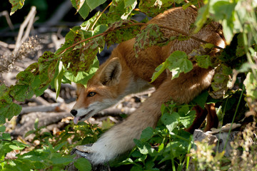 red fox