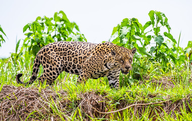 Jaguar walks along the grass along the river bank. South America. Brazil. Pantanal National Park.