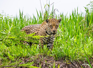 Jaguar walks along the grass along the river bank. South America. Brazil. Pantanal National Park.