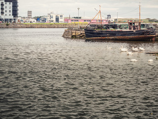 Swans in Corrib river by old fishing boat, High tide. Galway city, Ireland.