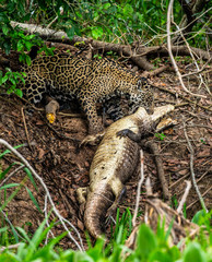 Jaguar caught the caiman and drags it ashore deep into the forest. South America. Brazil. Pantanal...