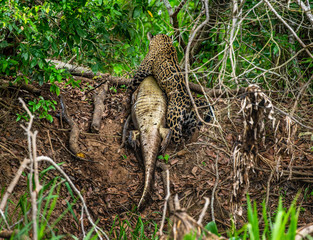 Jaguar caught the caiman and drags it ashore deep into the forest. South America. Brazil. Pantanal National Park.