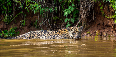 Fototapeta na wymiar Jaguar is swimming on the river. South America. Brazil. Pantanal National Park.