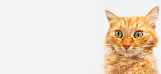 Naklejka premium Banner with cute ginger cat. Fluffy pet on white background. Domestic animal with funny curious expression on furry face.