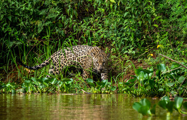 Jaguar walks along the grass along the river bank. South America. Brazil. Pantanal National Park.