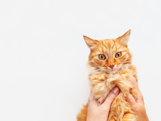 Woman is holding cute ginger cat. Fluffy pet on white background. Domestic animal is staring in camera.