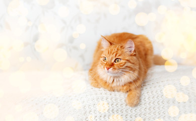 Banner with cute ginger cat on knitted sweater. Curious fluffy pet with warm beige clothes. Light bulbs bokeh. Cozy home.