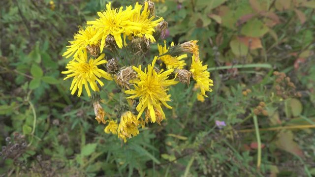 Bright yellow Pilosella caespitosa or Meadow Hawkweed flower, close up. The bee leaves flower hawkweed.