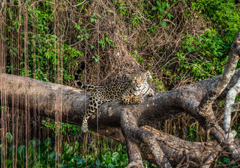 Jaguar lies on a picturesque tree in the middle of the jungle. South America. Brazil. Pantanal National Park.