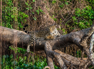 Jaguar lies on a picturesque tree in the middle of the jungle. South America. Brazil. Pantanal National Park.