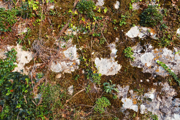 Stone moss and grass.