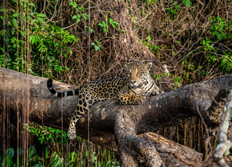 Jaguar lies on a picturesque tree in the middle of the jungle. South America. Brazil. Pantanal National Park.