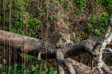 Jaguar lies on a picturesque tree in the middle of the jungle. South America. Brazil. Pantanal National Park.