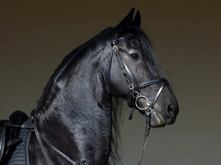 Black friesian horse portrait against dark stable barn 