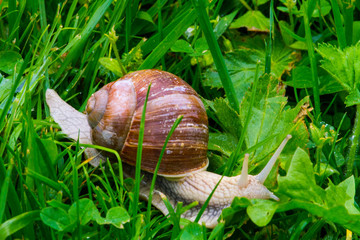 Weinbergschnecke