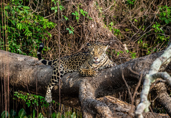 Naklejka premium Jaguar lies on a picturesque tree in the middle of the jungle. South America. Brazil. Pantanal National Park.