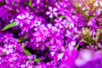 Phlox paniculata is growing in the country garden