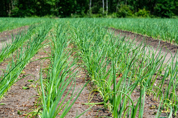 Fototapeta premium Green onion growing on farm field in Netherlands, Europe