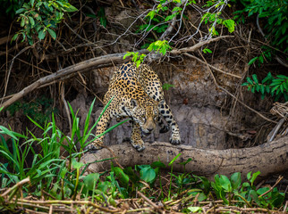 Jaguar stands on a tree above the river in the jungle. South America. Brazil. Pantanal National Park.