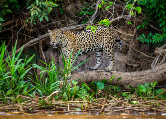 Fototapeta na wymiar Jaguar stands on a tree above the river in the jungle. South America. Brazil. Pantanal National Park.