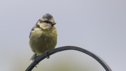 Blue Tit on metal perch set to one side with defused background 