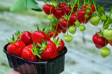 Harvest of fresh tasty ripe red strawberries growing on strawberry farm