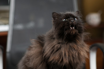 черный, пушистый, британский кот