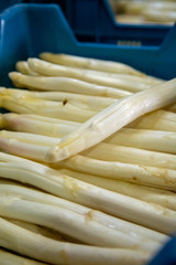 Industrial processing of white asparagus vegetable on agricultural farm in Netherlands, washing, peeling, sorting and packing for delivery