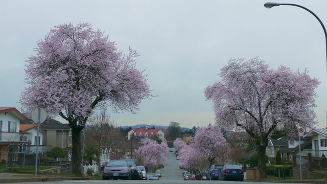 Cherry blossoms trees in urban location on a grey cold day