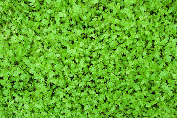  Mustard plant grows in the garden