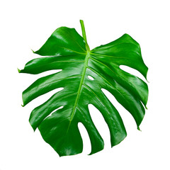Monstera large leaf, isolated on white background