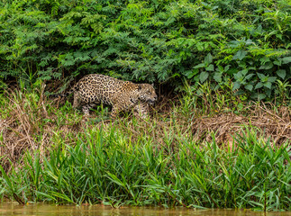 Jaguar walks along the grass along the river bank. South America. Brazil. Pantanal National Park.