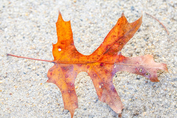 Colorful autumn leaves - Image