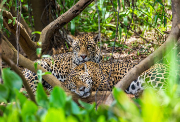 Two jaguars lie in the bushes in the jungle. A rare moment. South America. Brazil. Pantanal...