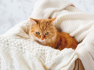 Cute ginger cat in box with knitted sweaters. Curious fluffy pet with warm beige clothes. Cozy home.