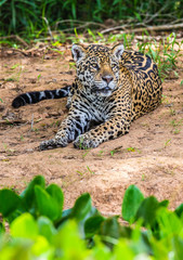 Jaguar lies on the ground among the jungle. Close-up. South America. Brazil. Pantanal National Park.