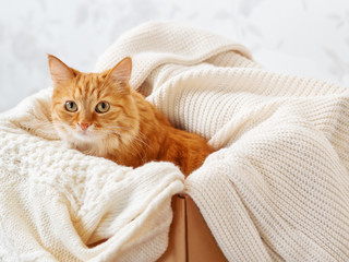 Cute ginger cat in box with knitted sweaters. Curious fluffy pet with warm beige clothes. Cozy home.