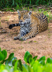 Jaguar lies on the ground among the jungle. Close-up. South America. Brazil. Pantanal National Park.