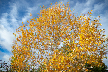 Fototapeta na wymiar campo en otoño con árboles y flores brotando
