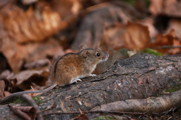 Naklejka na ściany i meble Field mouse in the forest on a background of autumn brown foliage solid horizontal background