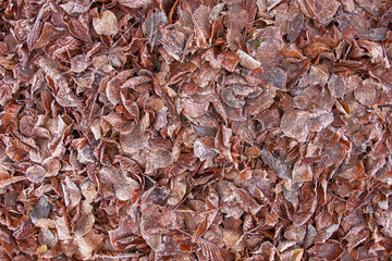 Frozen autumn frost cold morning ice leaves background